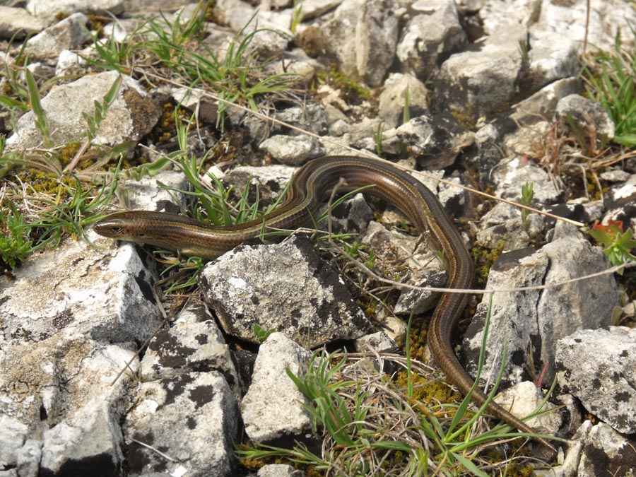 Chalcides chalcides